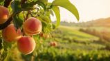 peach-tree peach fair